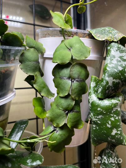 Хойи срезом