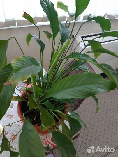 Спатифиллум