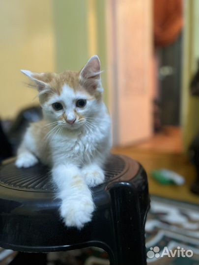 Отдам бесплатно в добрые руки котят