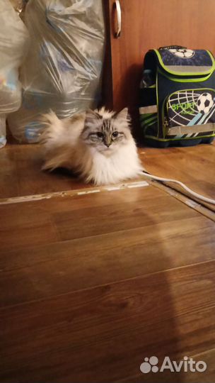 Кошка Невская маскарадная