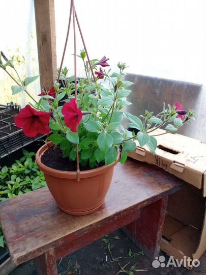 Рассада цветов и овощей