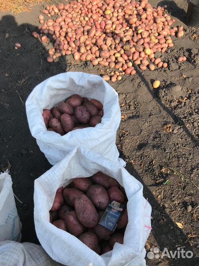 Картошка продажа