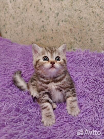 Шотландские котята