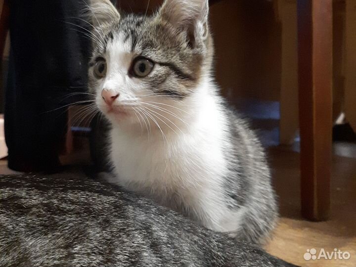 Котята в дар