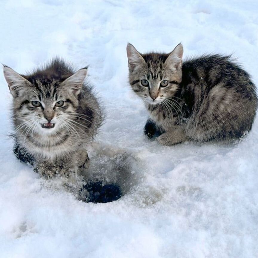 Котята в добрые руки бесплатно