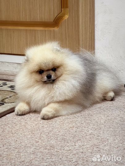 Шпиц померанский вязка