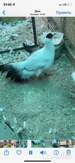 Фазаны разных видов