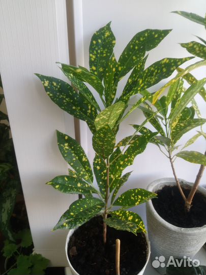 Кодиеум кротон