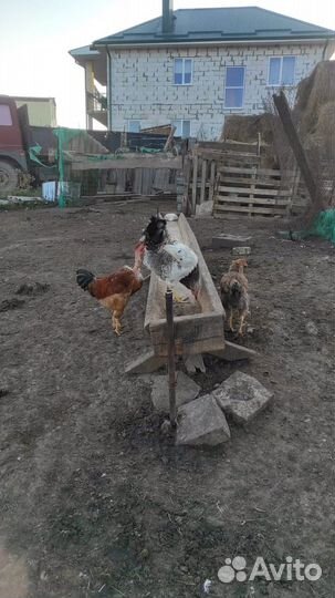 Молодые петухи