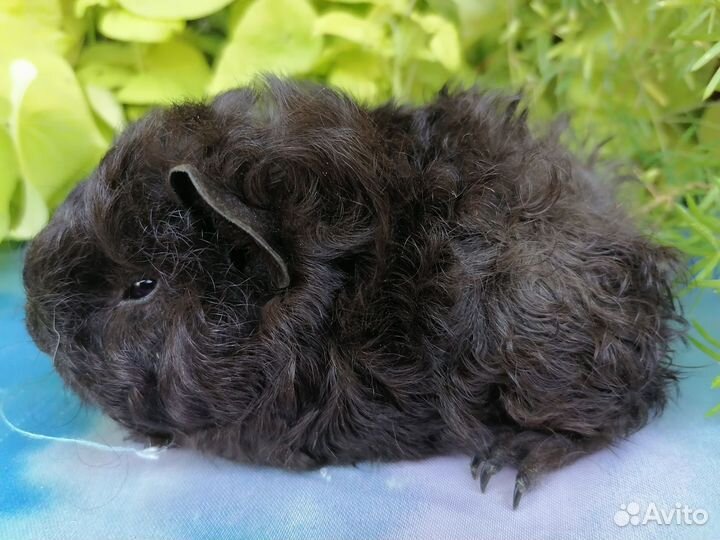 Морские свинки