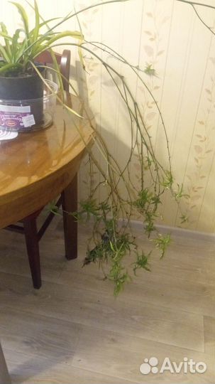 Хлорофитум хохлатый