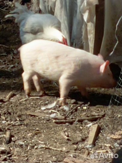 Вьетнамские поросята