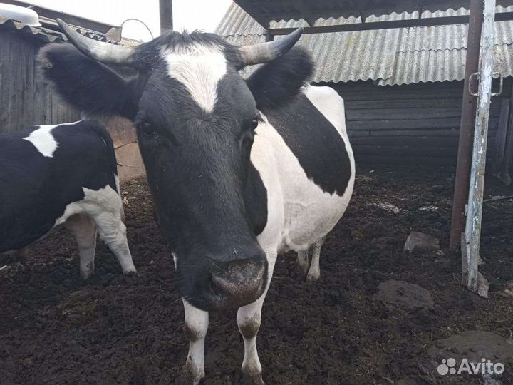 Корова дойная