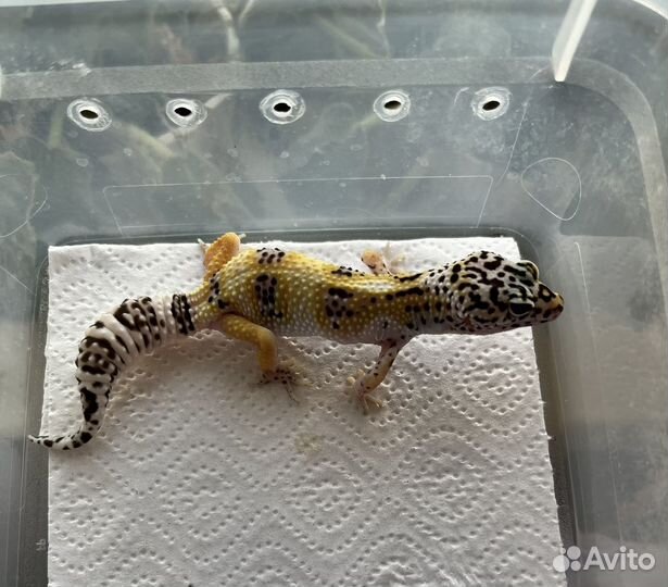 Пятнистый эублефар (Mack Snow TA)