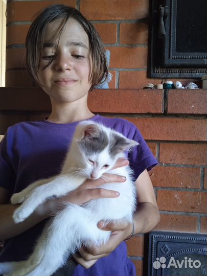 Бодрые котята в добрые руки