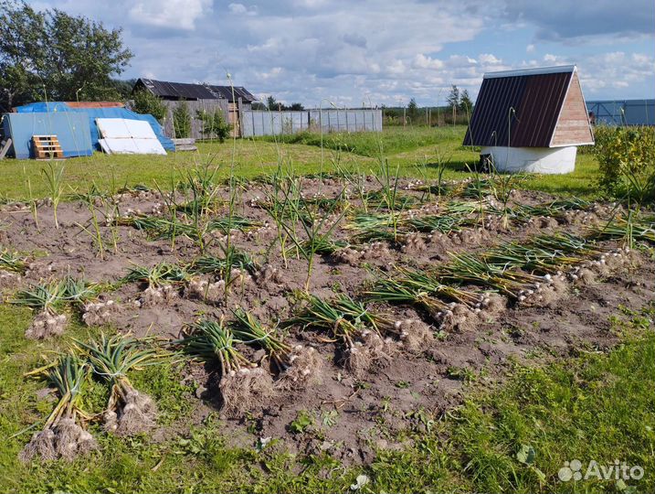 Продам чеснок