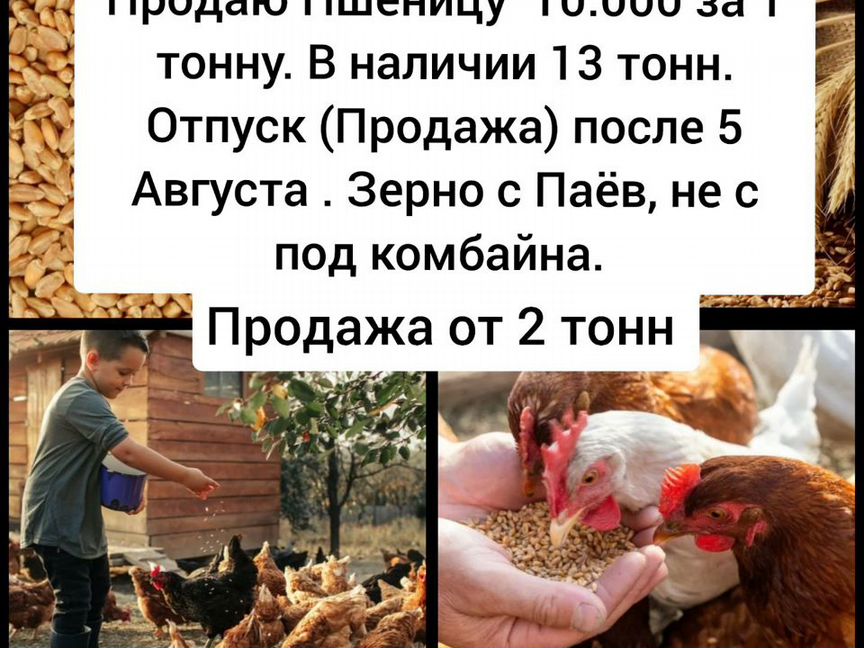 Пшеница с Паёв Колхозная