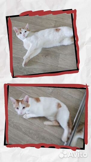 Котенок ищет дом