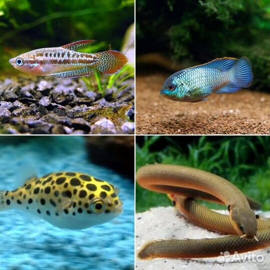 Большое поступление разных редких рыб