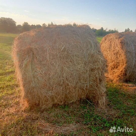 Продам сено в рулонах