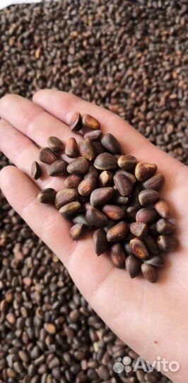 Кедровый орех, шишка оптом