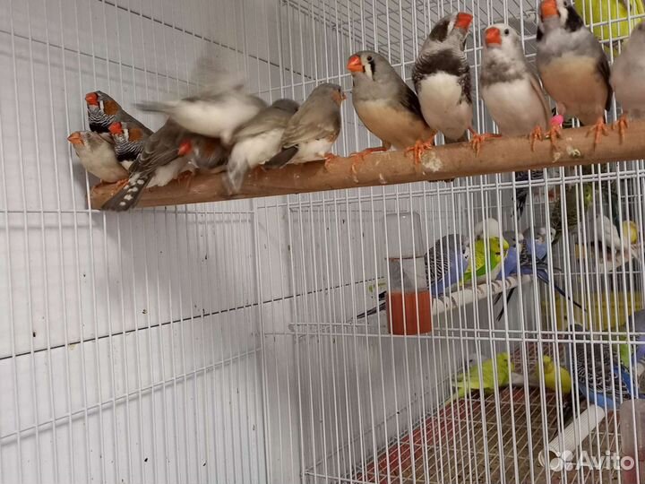 Зебровые амадины