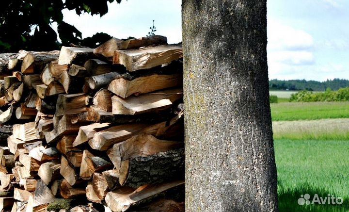 Дрова со Всеволожска