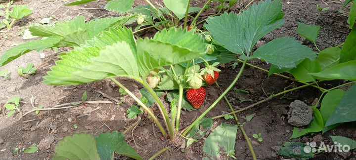 Рассада клубники сорт Гигантела