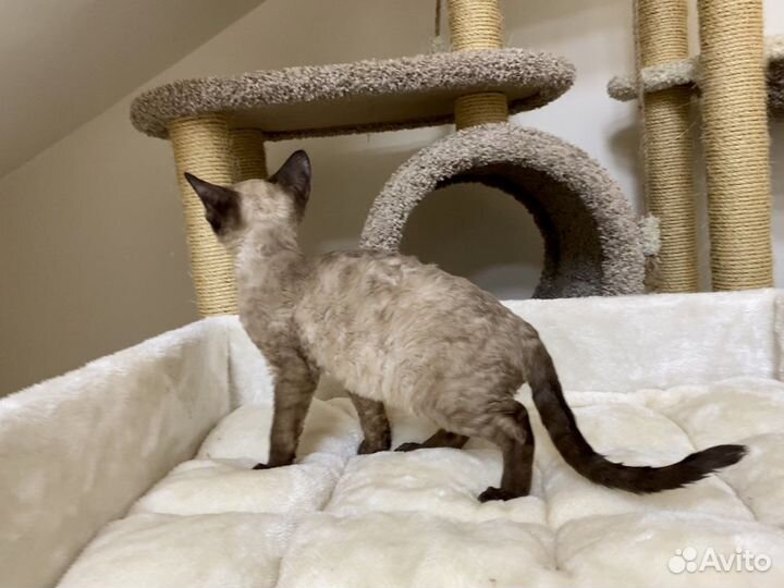 Девон-рекс минковая Фея