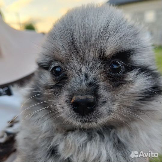 Шпицули