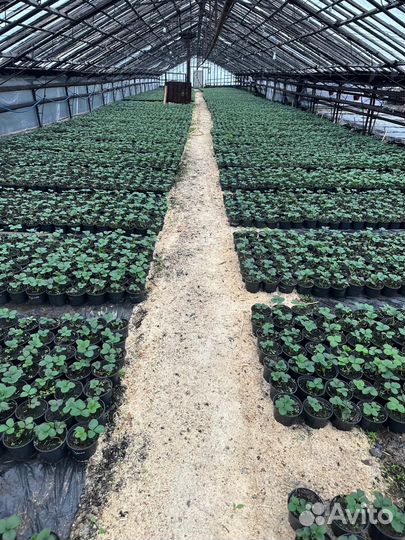 Рассада клубники. Большой ассортимент