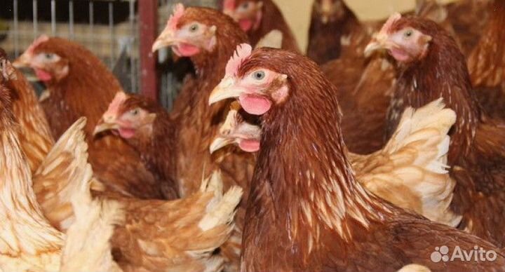 Куры-несушки