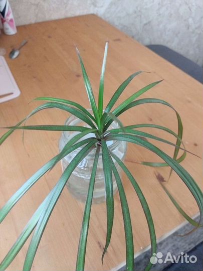 Пальма драцена