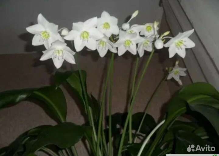 Эухарис амазонская лилия