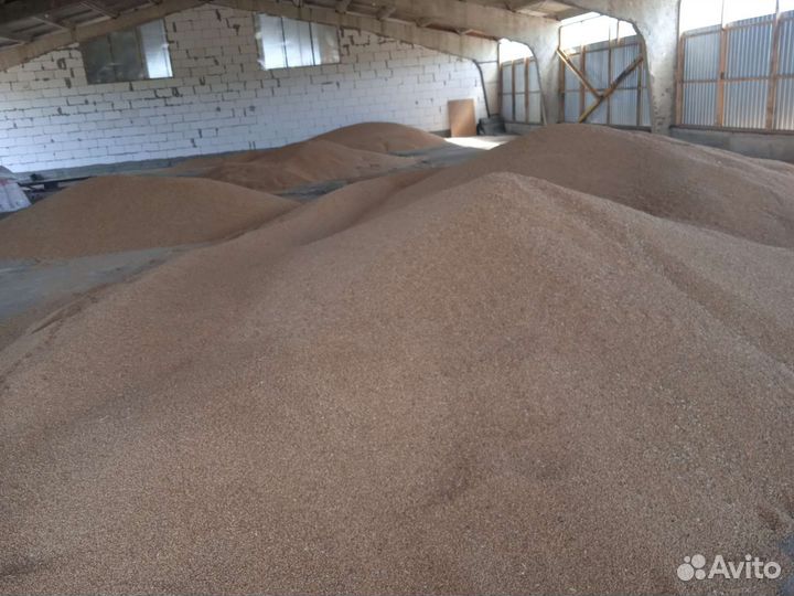 Зерно пшеница