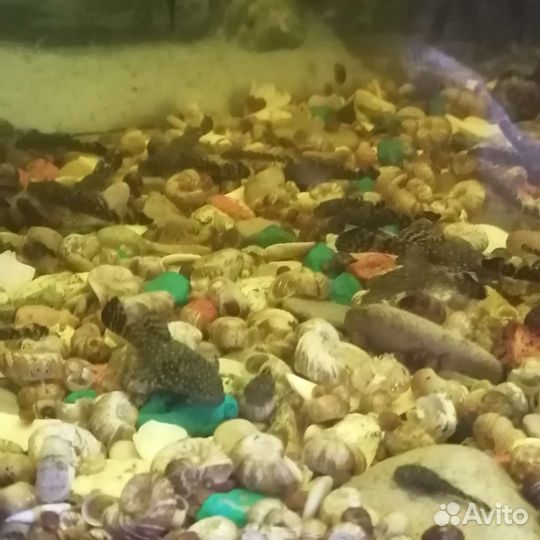 Аквариумные рыбки сомики
