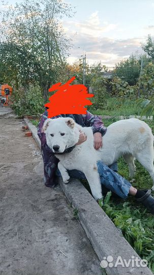 Собаки бесплатно