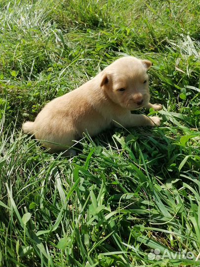 Продам щенка