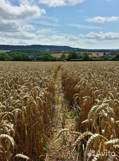 Зерно пшеница