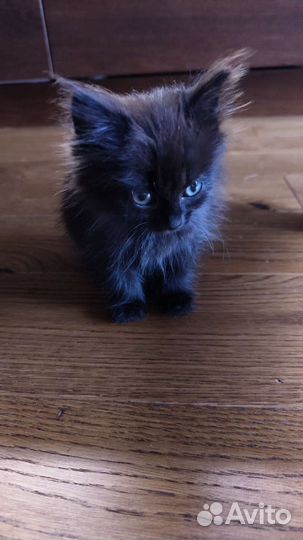 Котенок в добрые руки