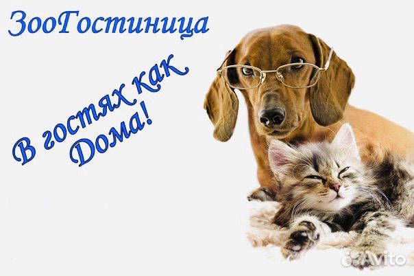 Передержка домашних животных