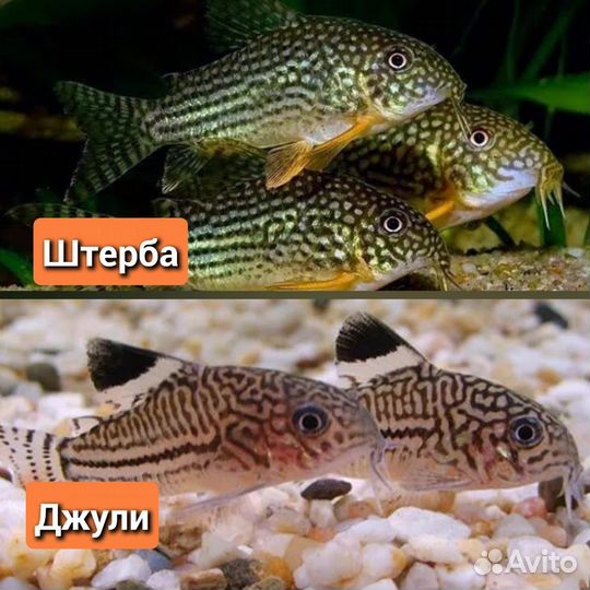 Сомики коридорасы,стурисома панамская
