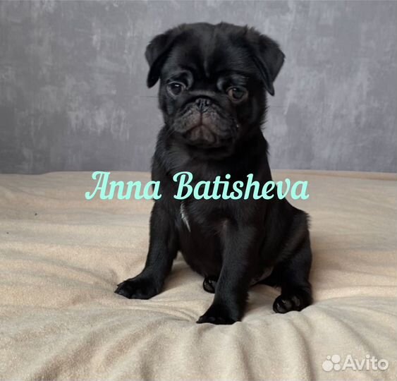Мопсики черные