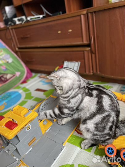 Кот для вязки шотландец