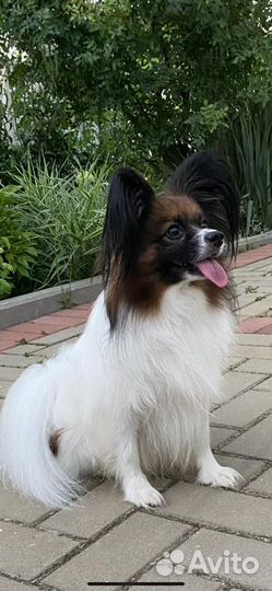 Щенки папийона