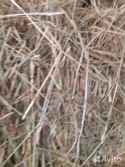 Продажа сена в рулонах