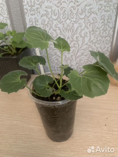 Кампанула жених и невеста