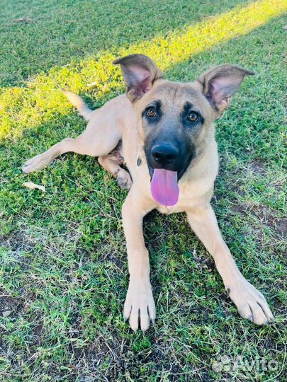 Молодые собаки подростки много разных в дар