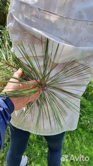 Семена сосна разные виды