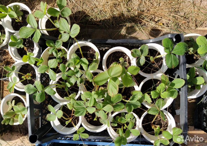 Рассада клубники и земляники